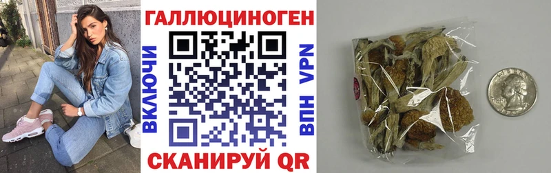 Купить где  Далматово  Псилоцибиновые грибы Psilocybe 